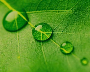 Green Leaf Raindrops - Transaction Focus